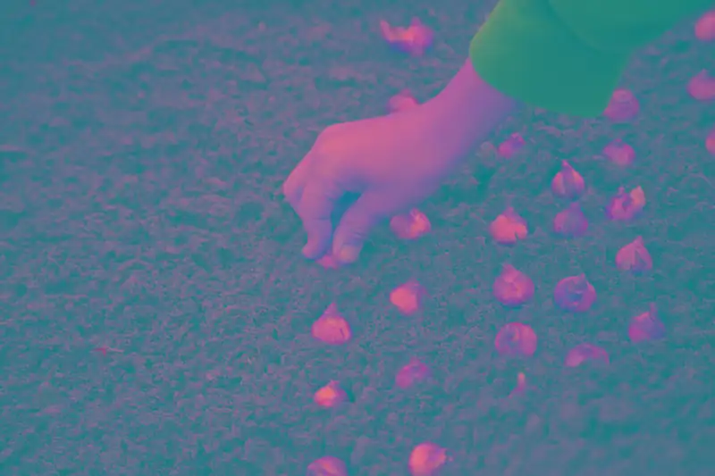 tulip bulb healthy soil planting