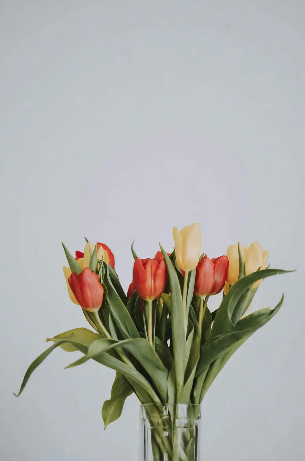 red yellow white tulips bouquet