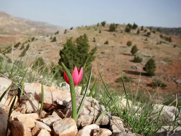 From Central Asia to Dutch Fields: The Adventurous Journey of Tulips