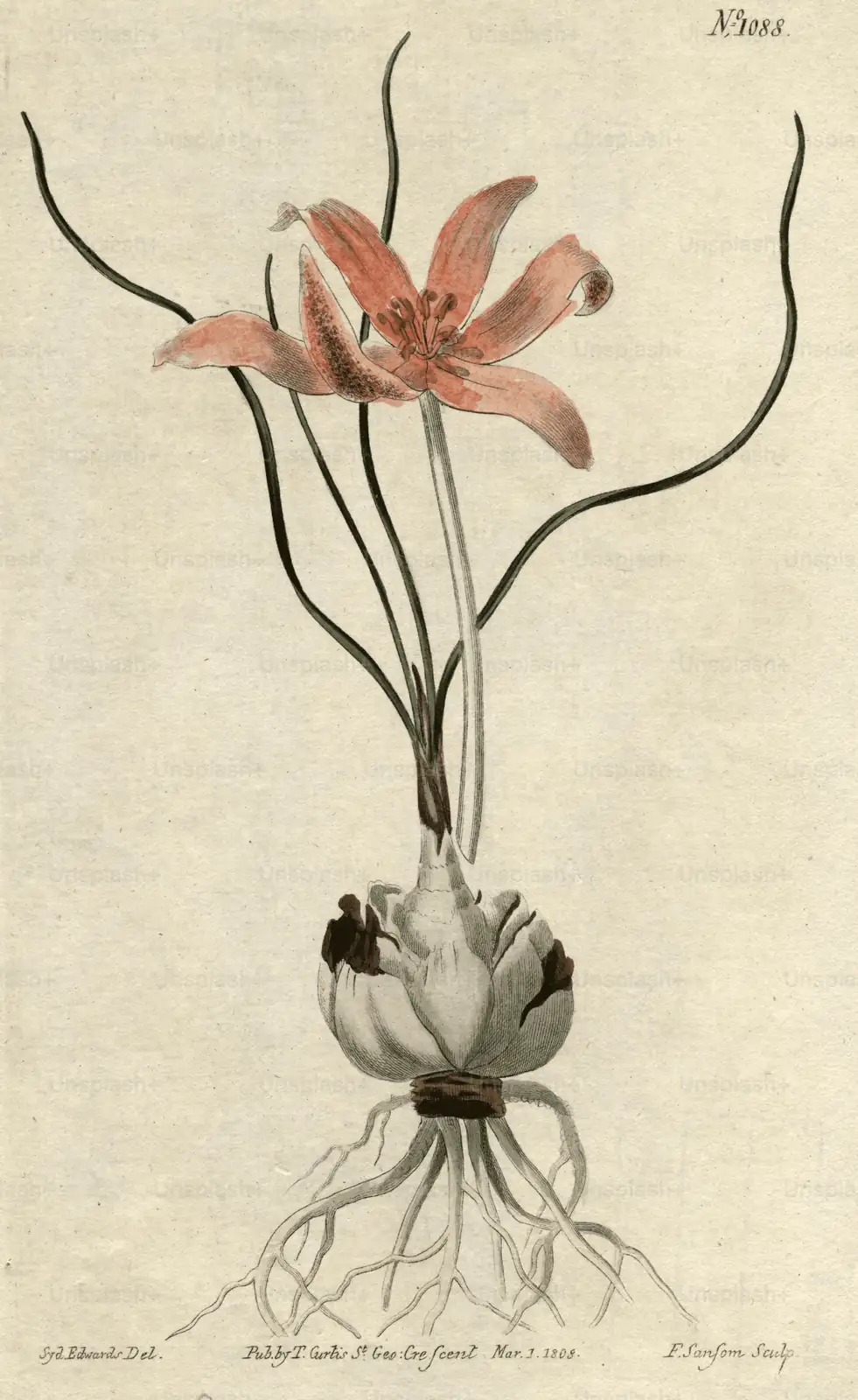 historical Turkish tulip art