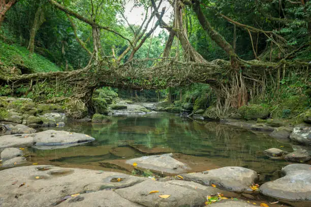 rubber plant living root bridge