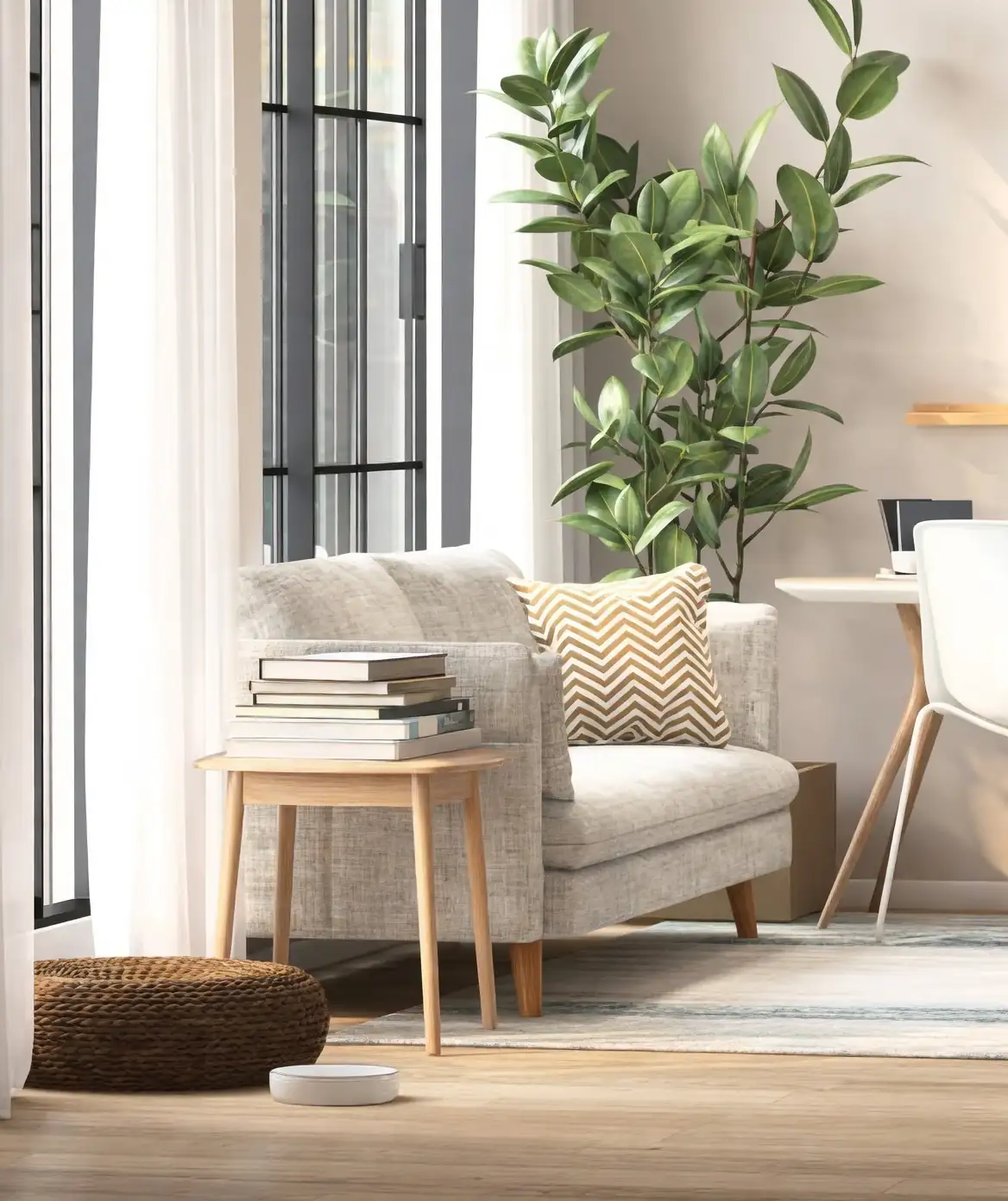 rubber plant in modern living room