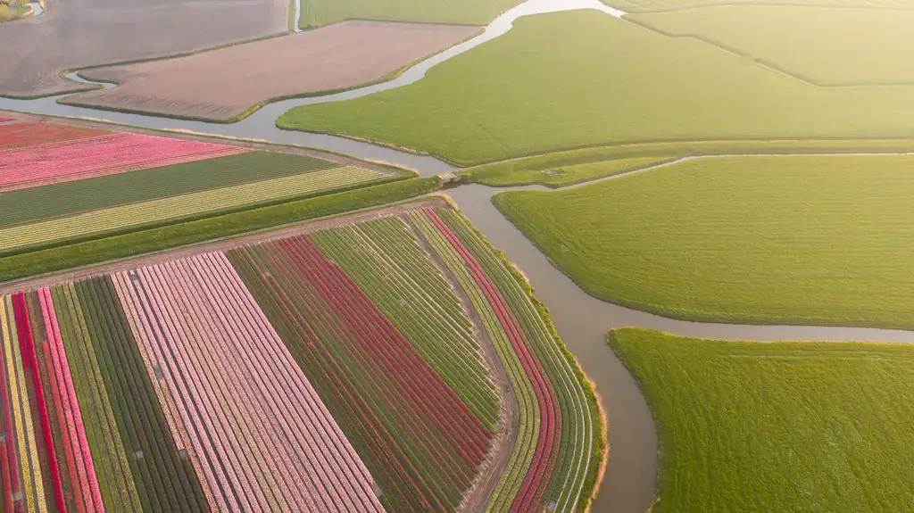 Dutch tulip fields aerial view