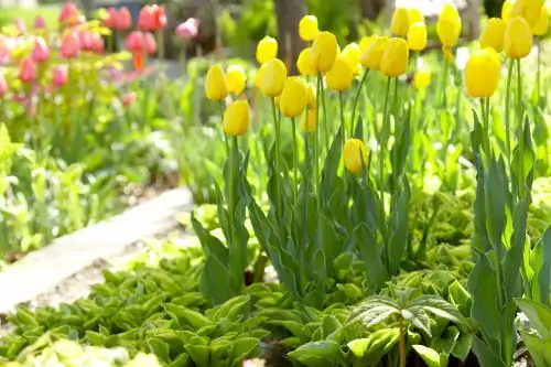Why Tulips Keep Growing in Your Vase: Fun Facts That Will Amaze You!