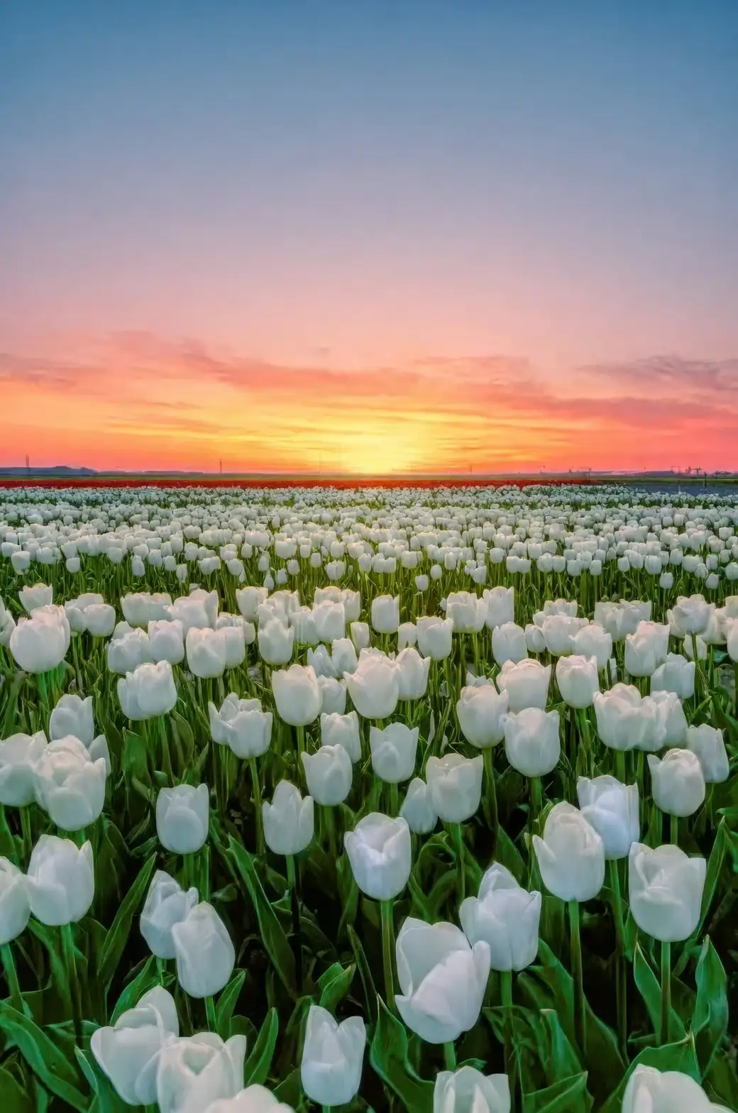 tulip colors symbolism chart