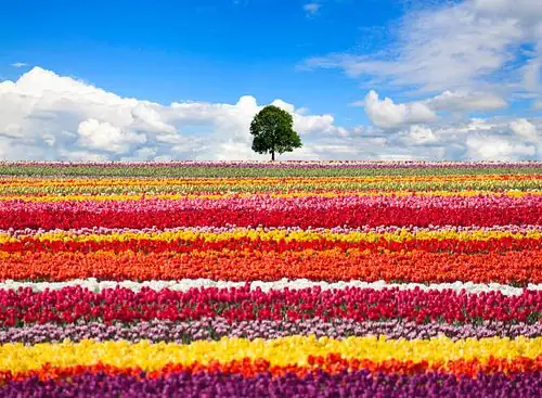 The Language of Tulips: Unveiling Their Symbolism in Love and Culture