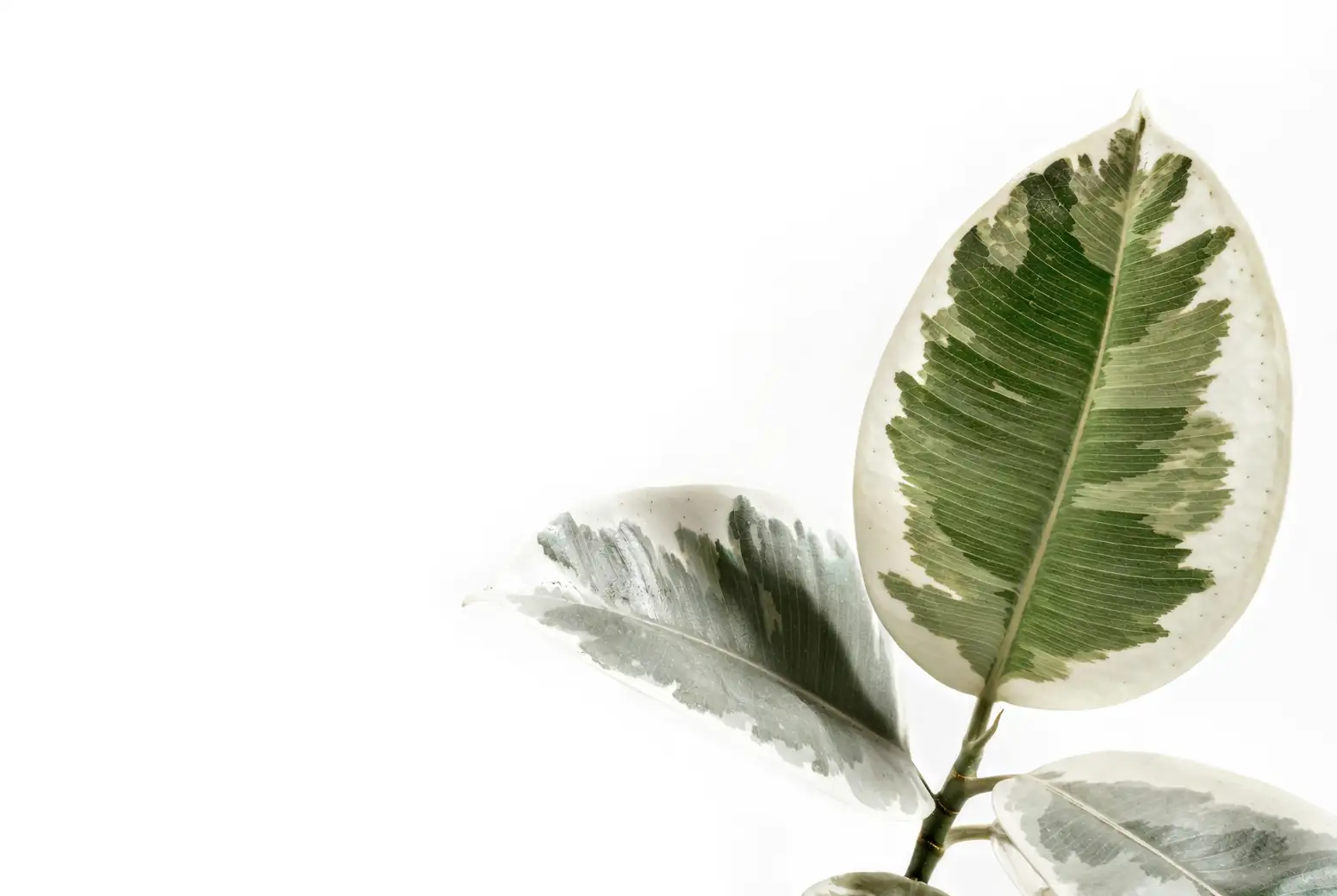 rubber plant feng shui corner