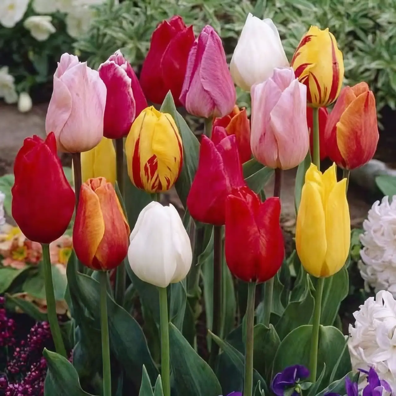 variety of tulip colors