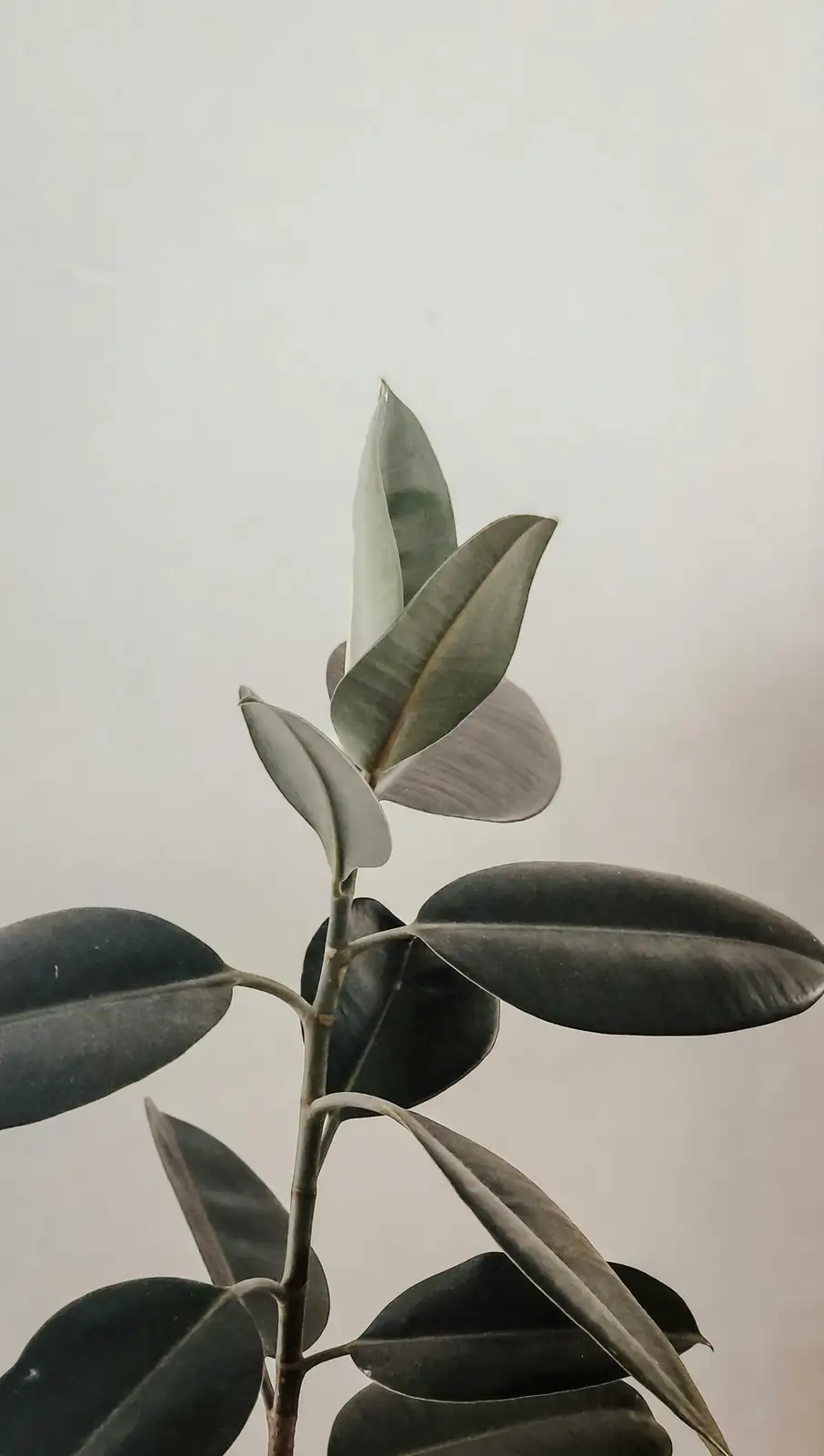 Rubber Plant Fun Facts: Did You Know It Can Grow Aerial Roots Indoors?