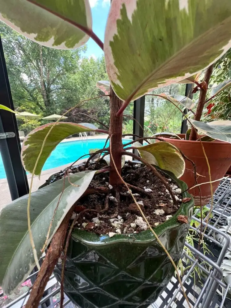 rubber plant aerial roots indoors