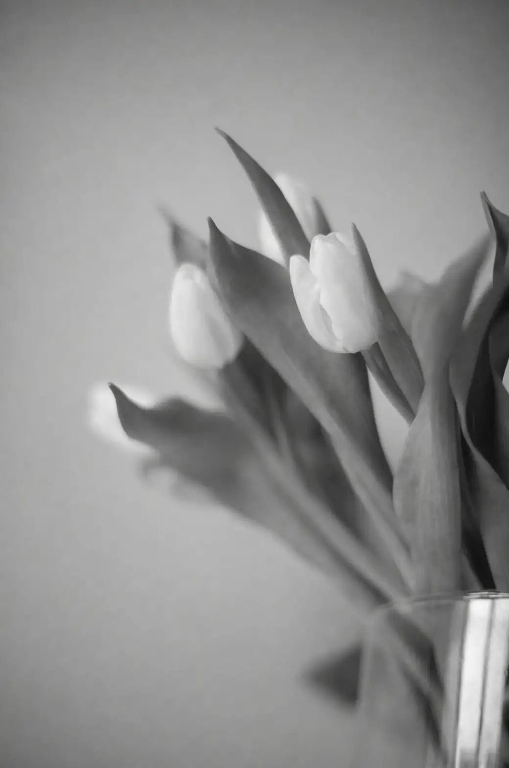 black tulip in minimalist vase
