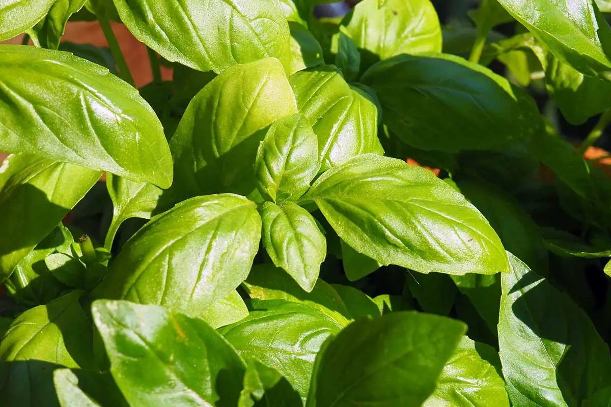 basil plant with bright green leaves