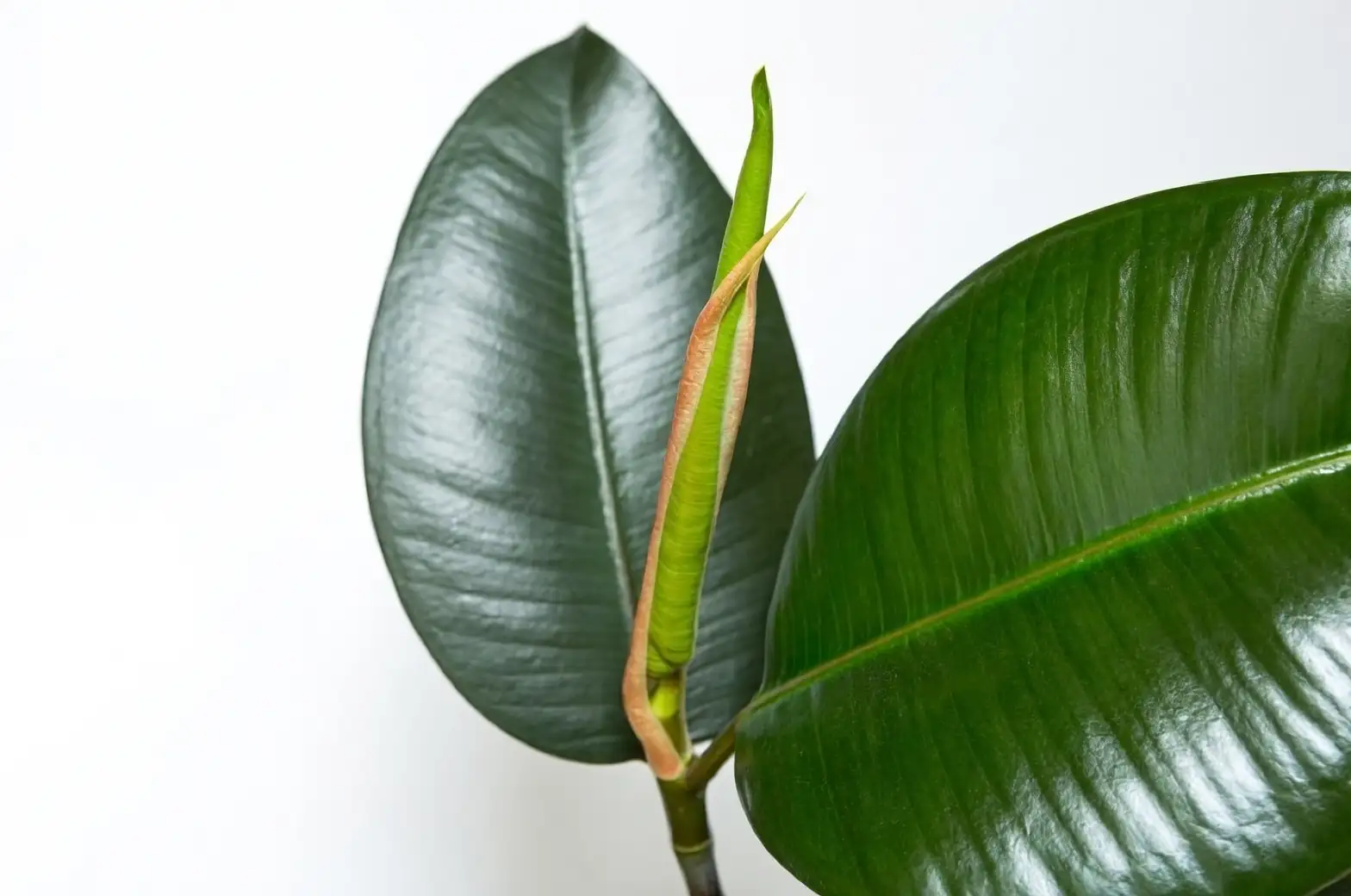 rubber plant leaf unfurling