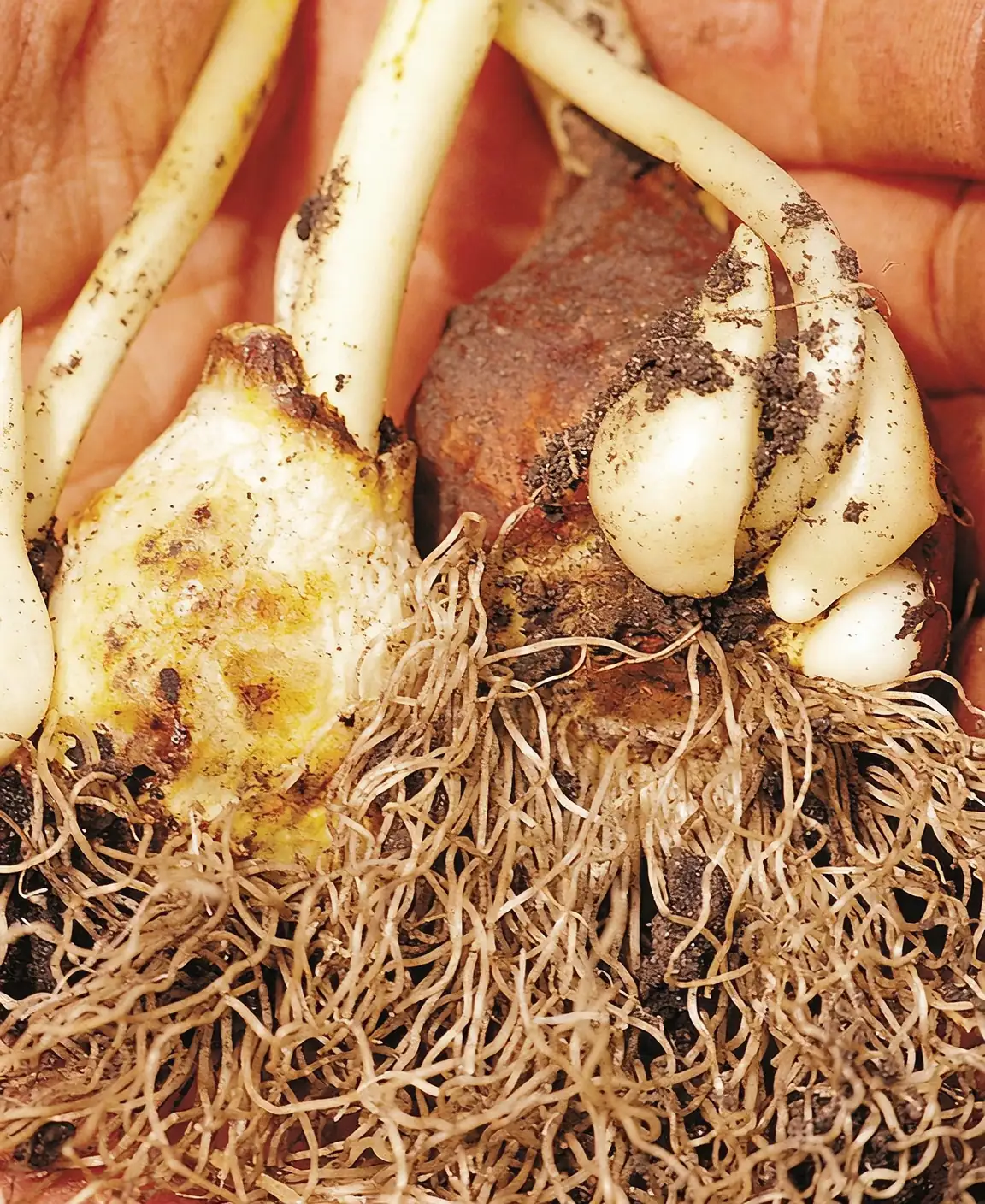 tulip bulb division process