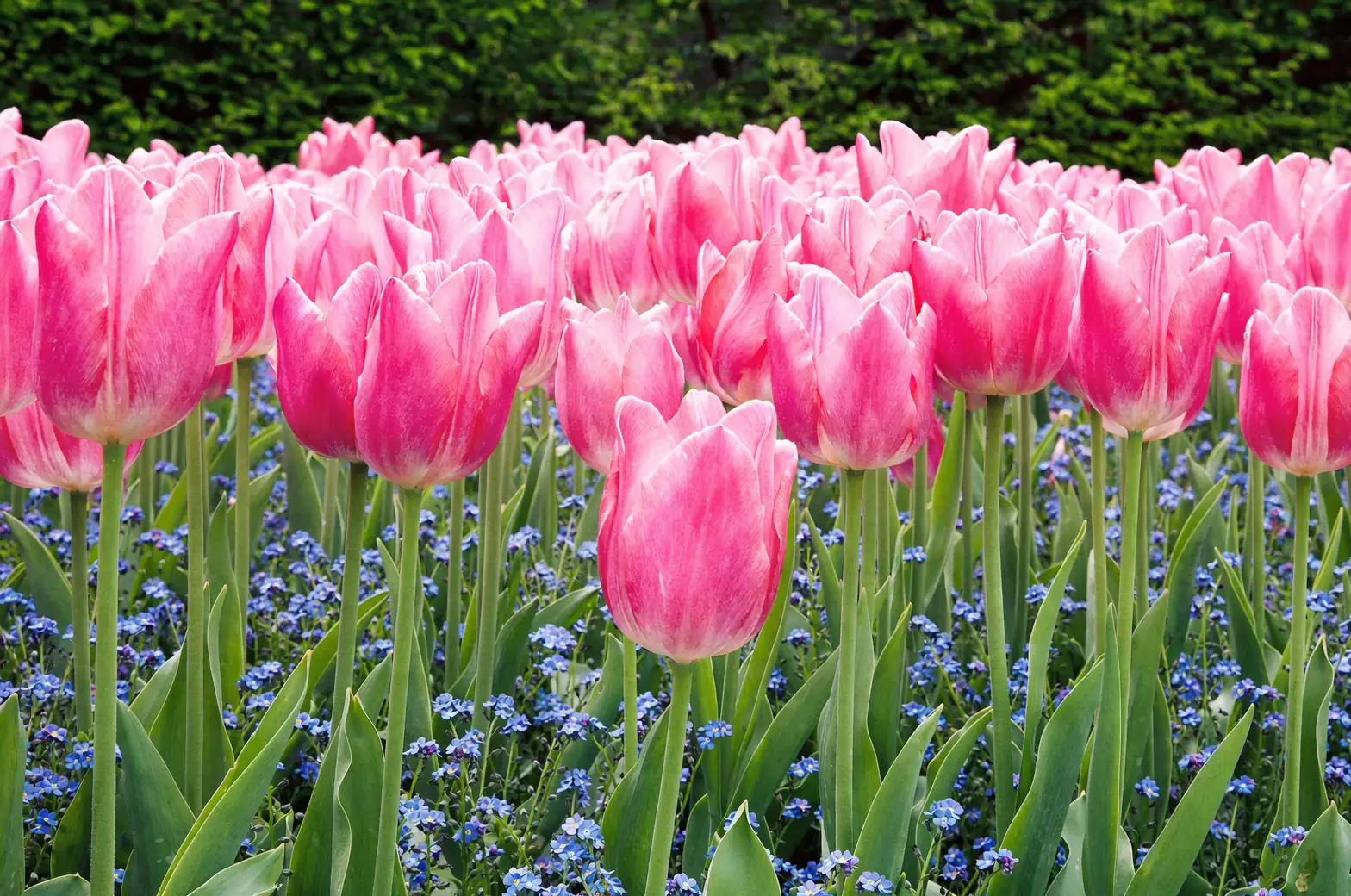 marking tulip locations garden