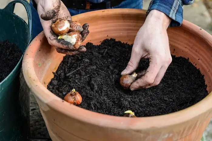 preparing soil for tulips
