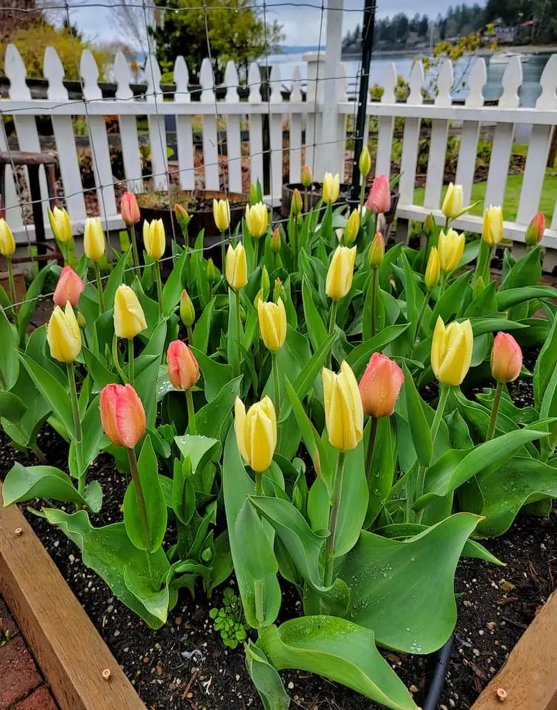 Companion Planting with Tulips: Pairing for Pest Control and Aesthetic Harmony