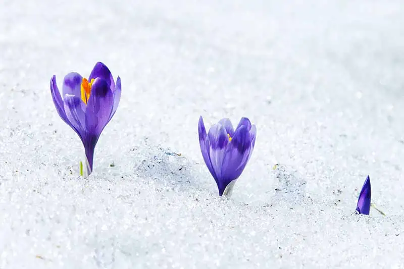 crocus flowers in snow