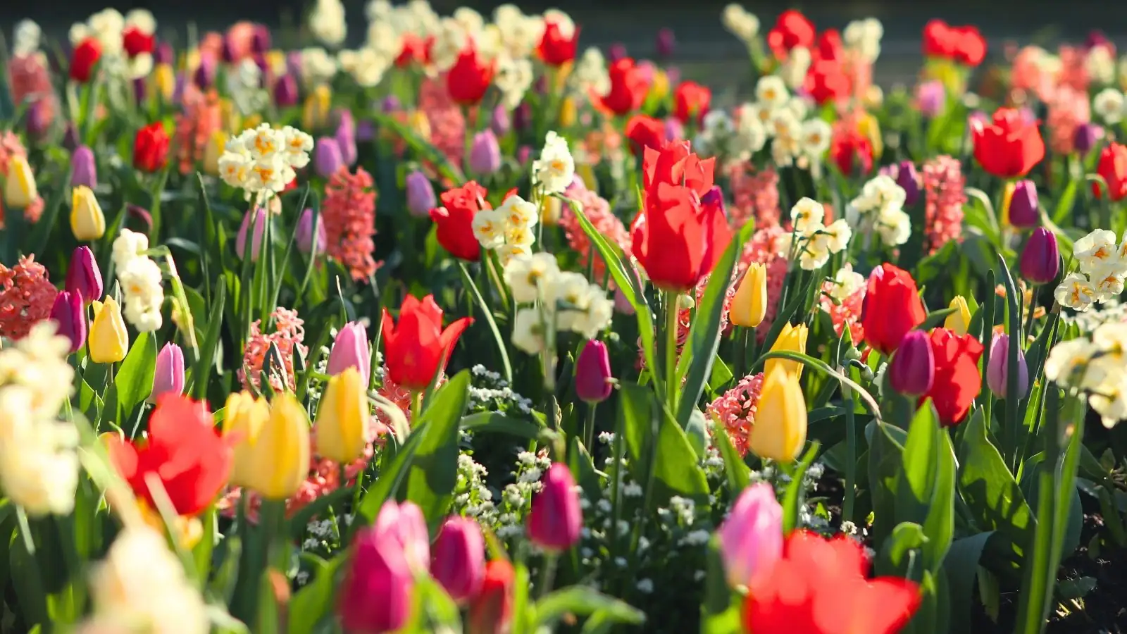 daffodils and tulips together