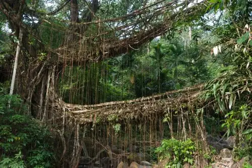 rubber plant living root bridge
