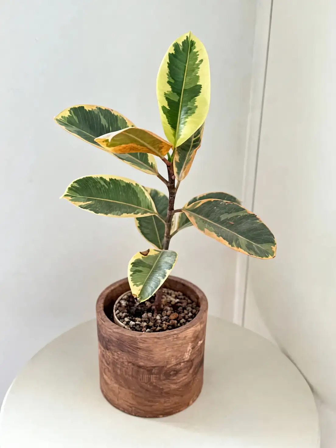 rubber plant in living room corner