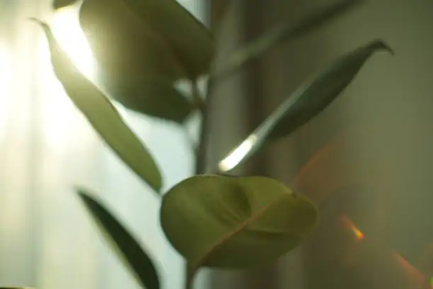 rubber plant air purification