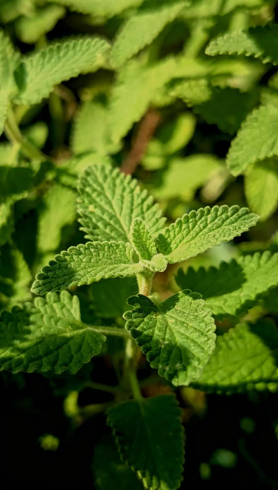 Decoding Your Plant’s Health: What Leaf Colors Are Trying to Tell You