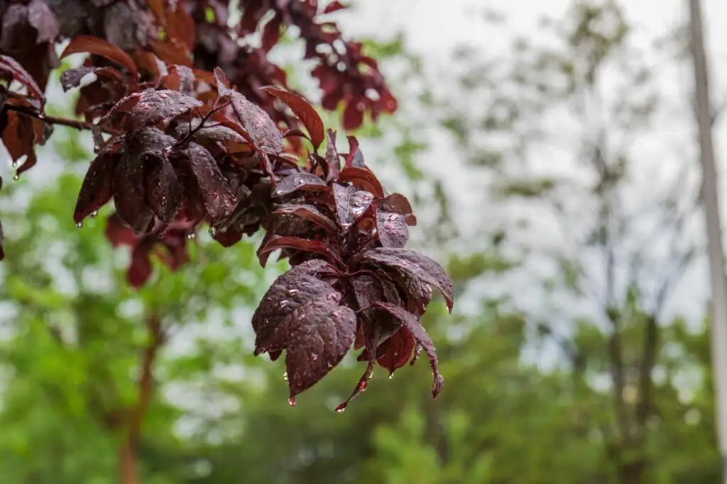 purple red plant leaves