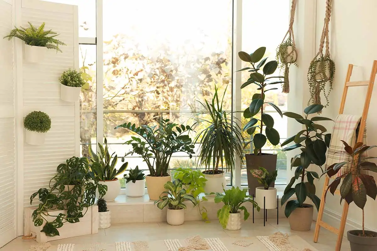 houseplants sunny window