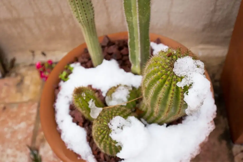 cacti winter care