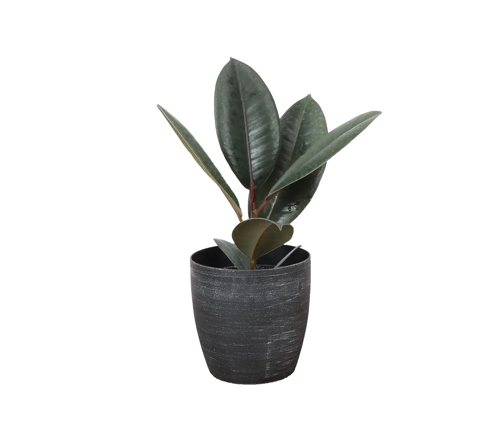Propagation Masterclass: Growing New Rubber Plants from Cuttings