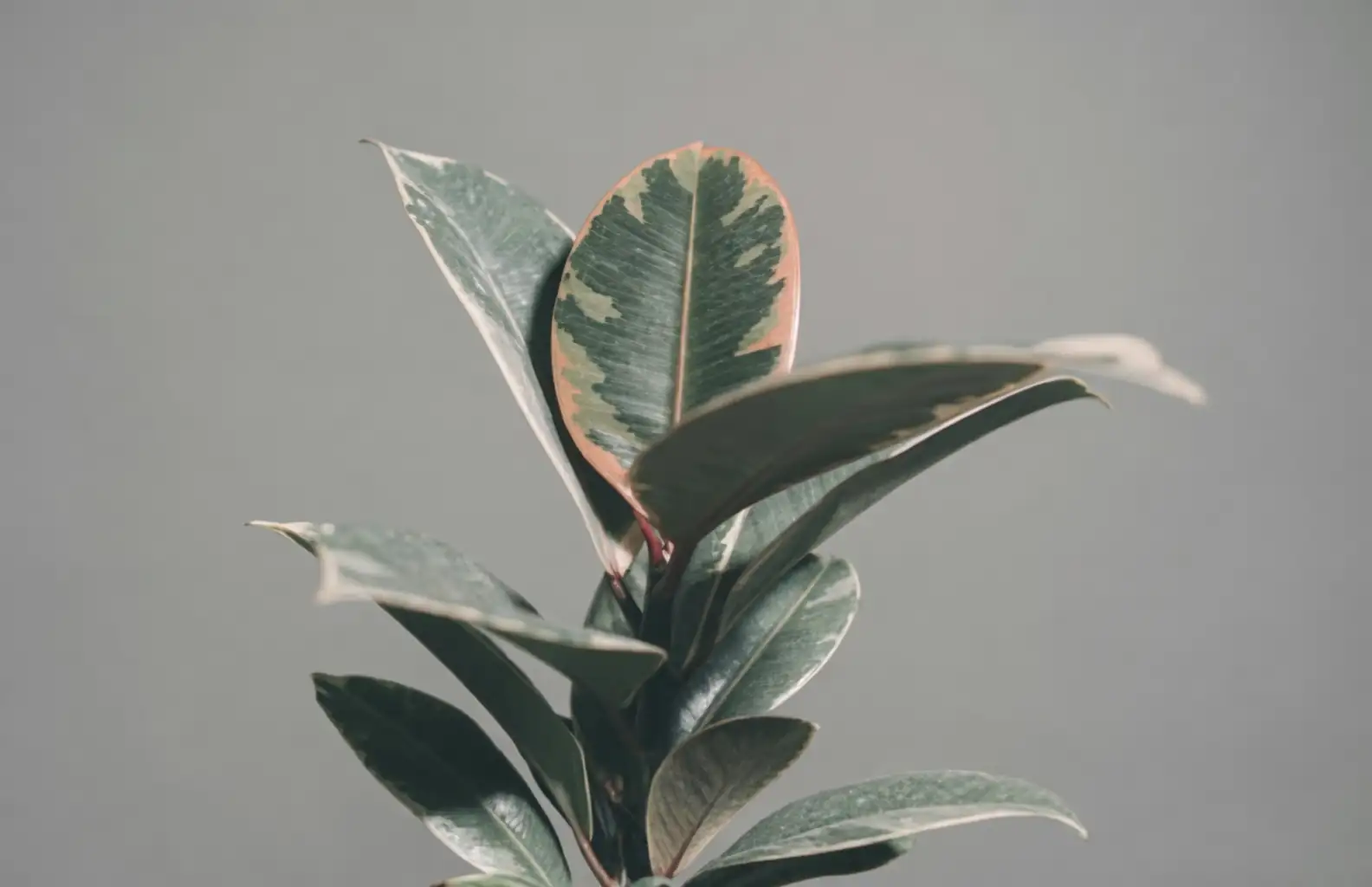 rubber plant propagation tools