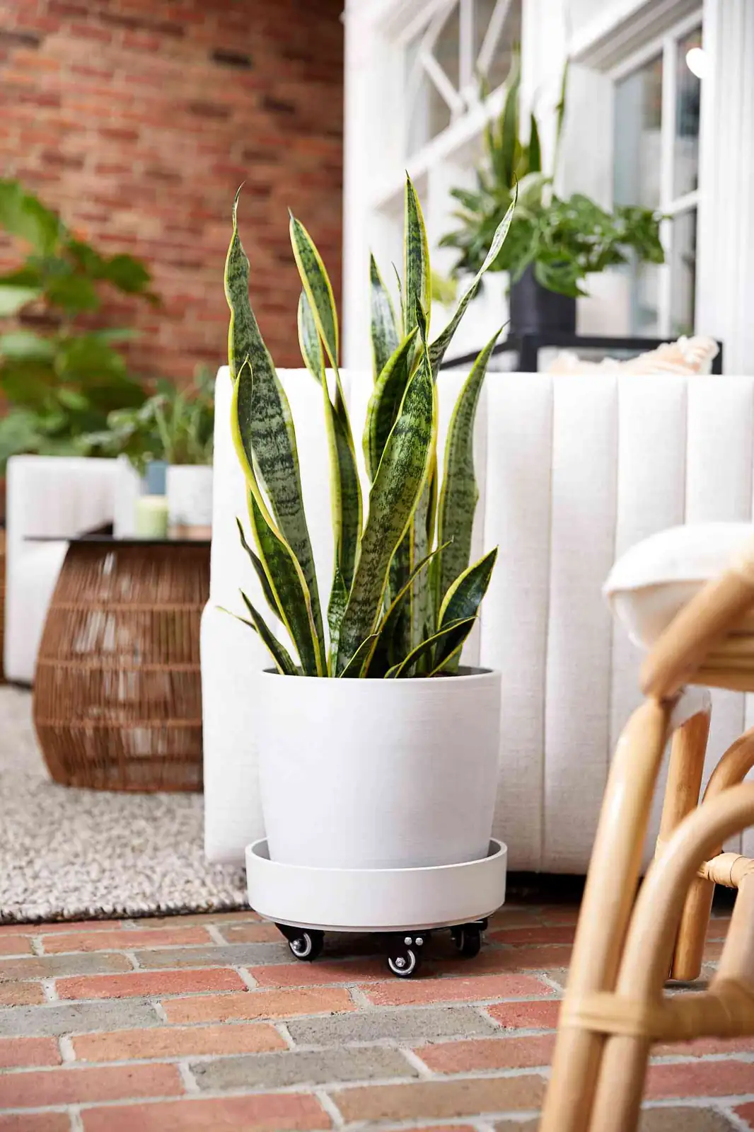 snake plant in living room corner