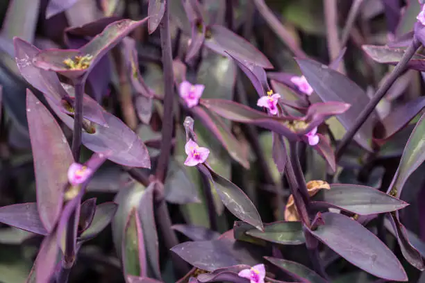 The Ultimate Guide to Thriving Purple Hearts: Care Tips for Bold Foliage