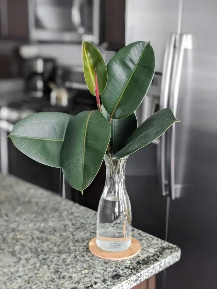rubber plant cutting in water