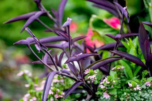 Tradescantia pallida in well-draining soil