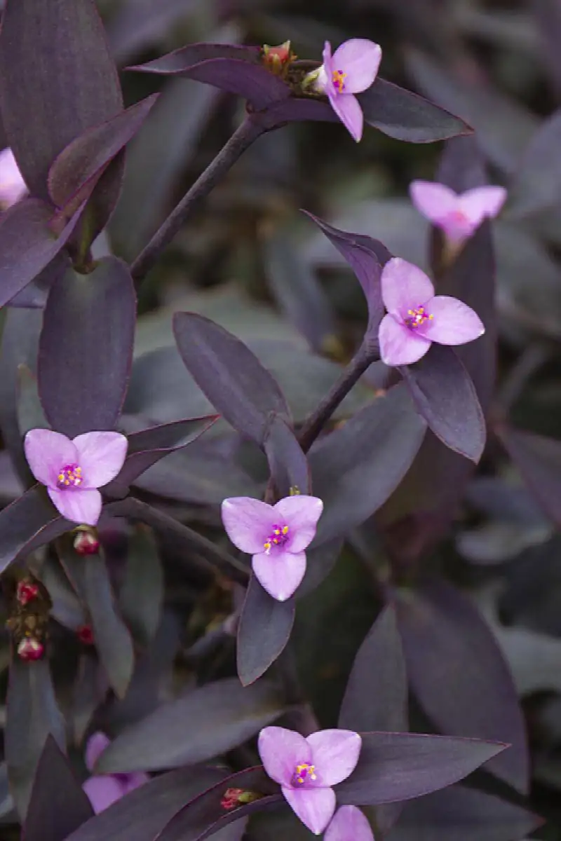 Battling Pests on Your Purple Heart: Solutions for A Trouble-Free Plant