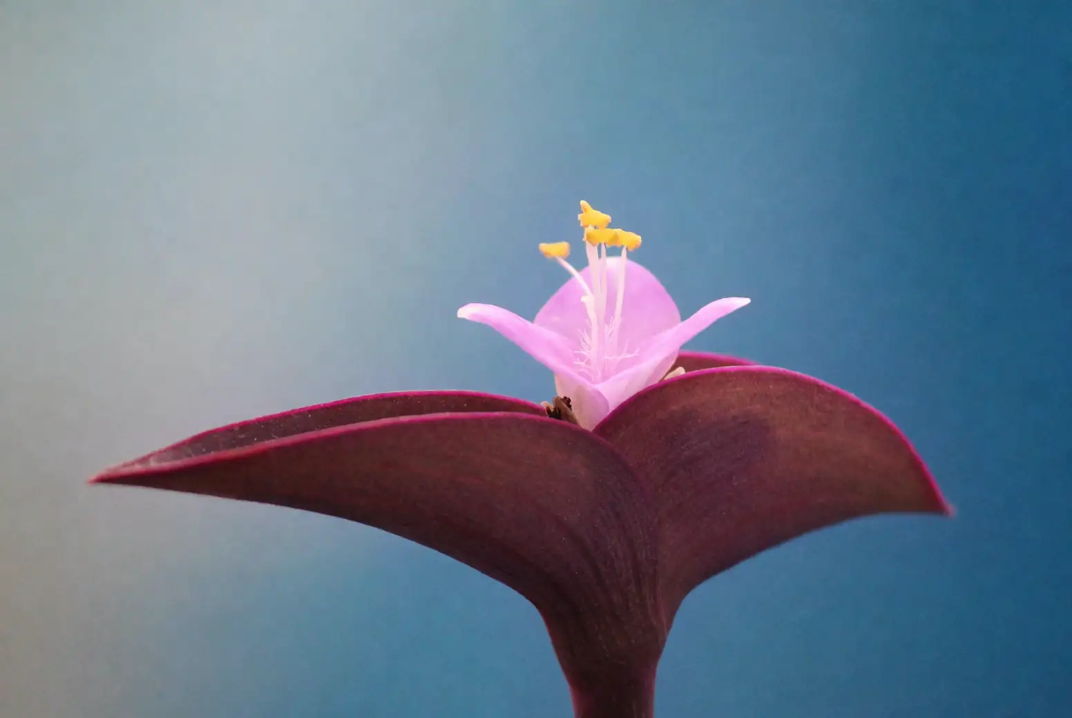 purple heart plant bright light