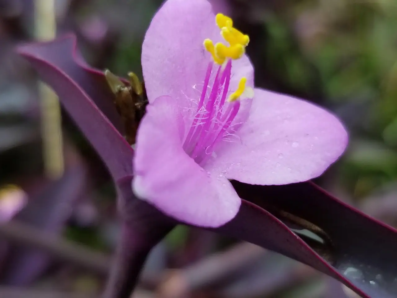 purple heart plant in hanging basket