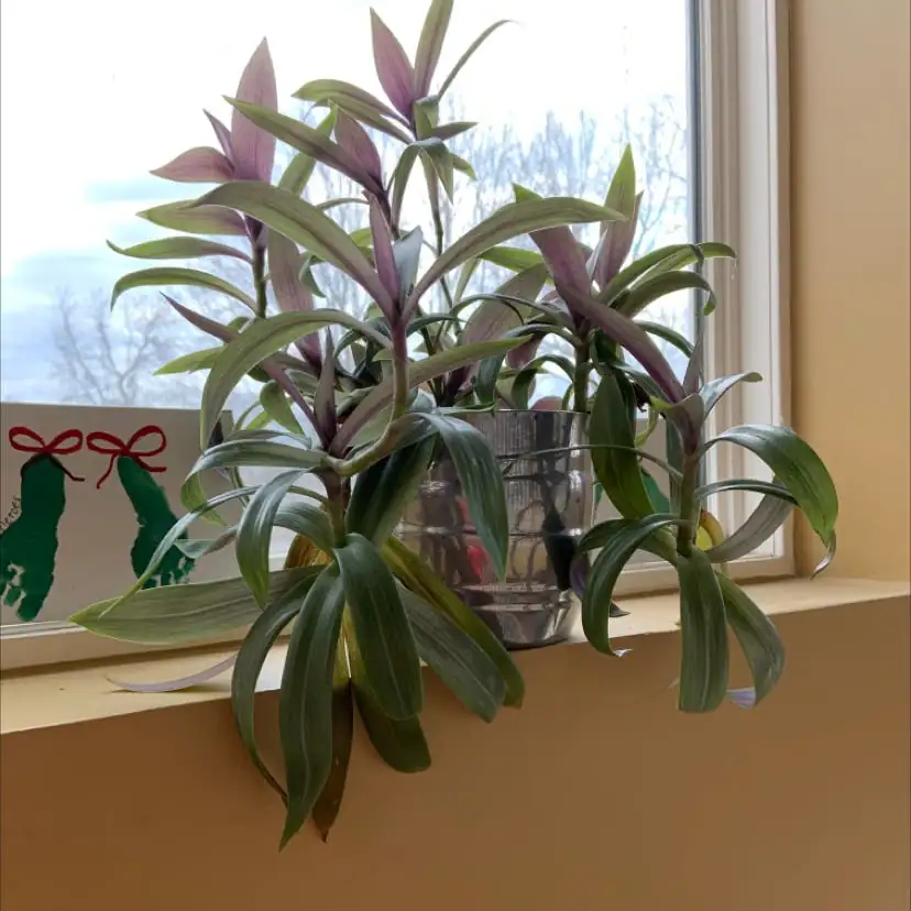 purple heart plant on sunny windowsill