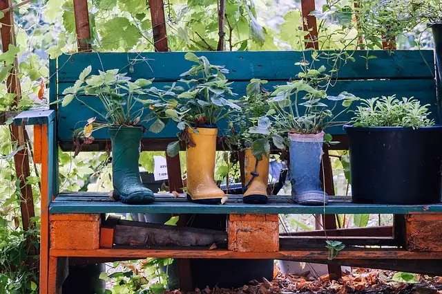rubber plant cutting in soil