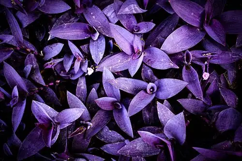 close-up of purple heart leaves