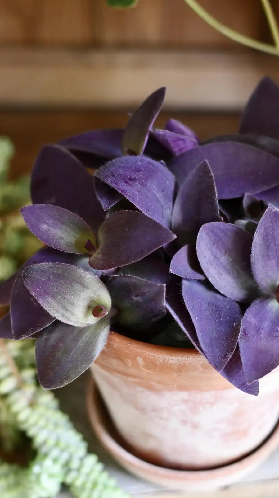 Purple Heart Fun Facts: Did You Know This Plant Can Change Colors?