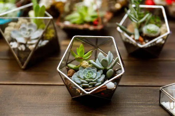 glass terrarium with succulents