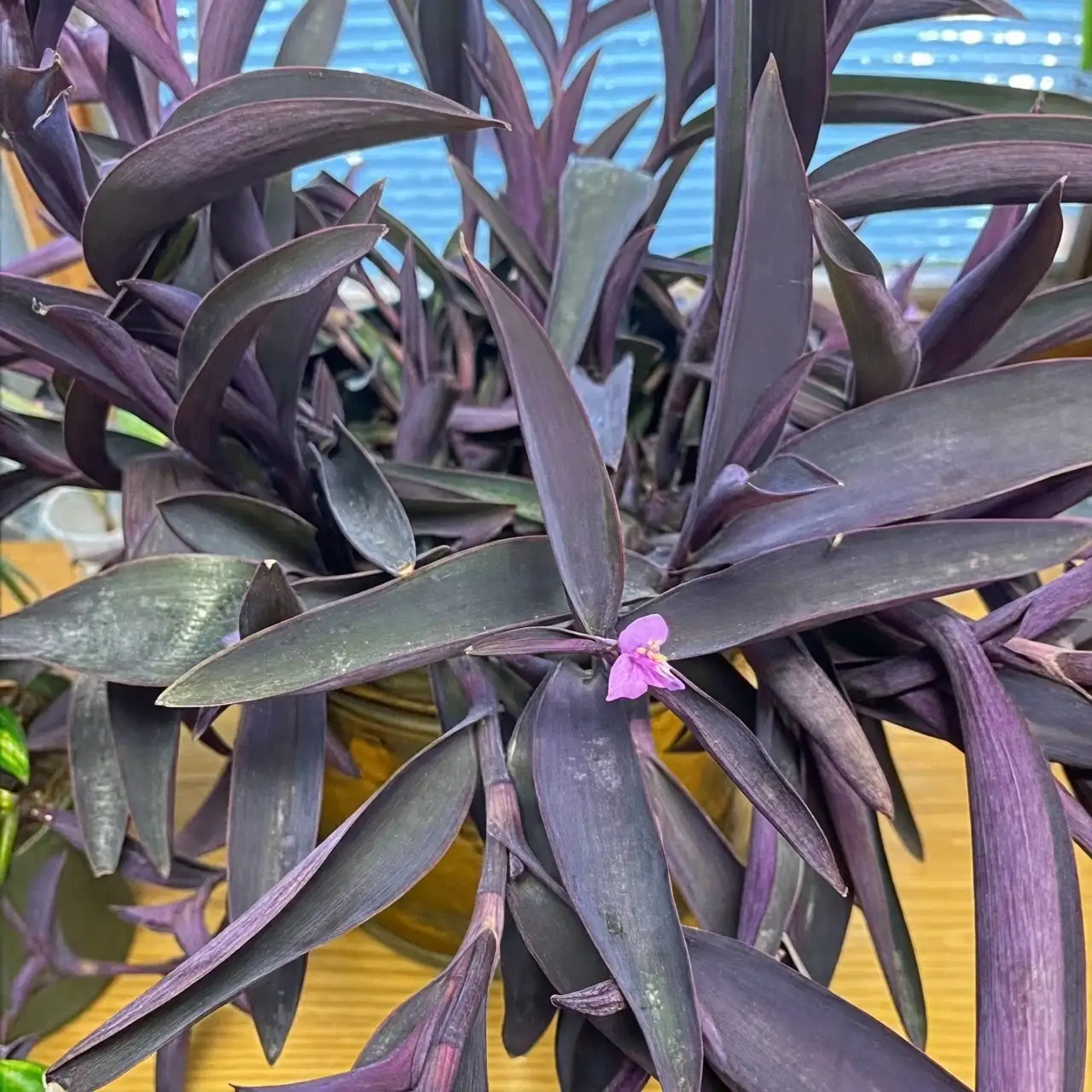 purple heart plant color change