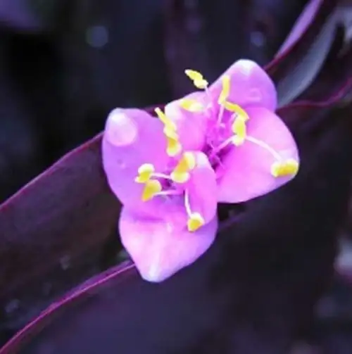 purple heart plant flowers close-up