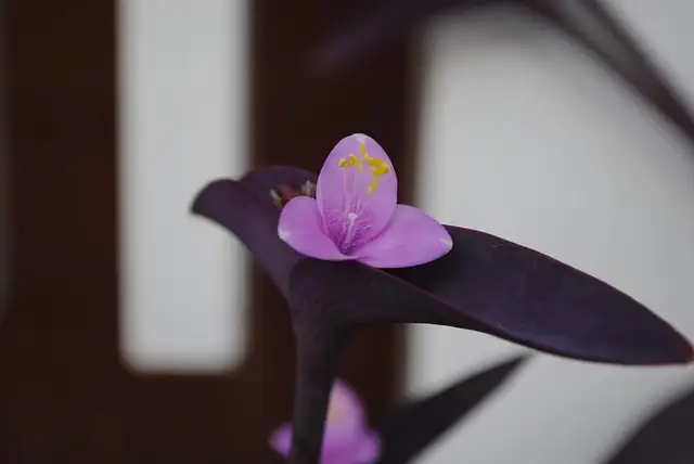 purple heart plant hanging basket