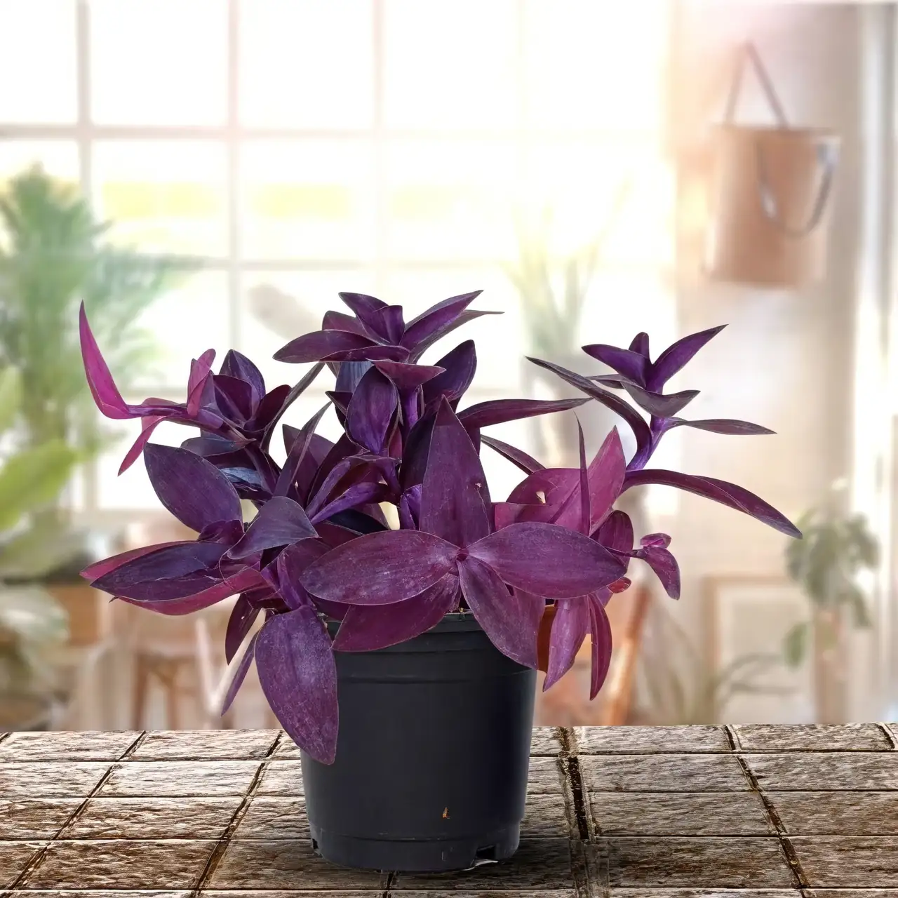 Style Your Space with Purple Heart: Interior Design Tips and Tricks