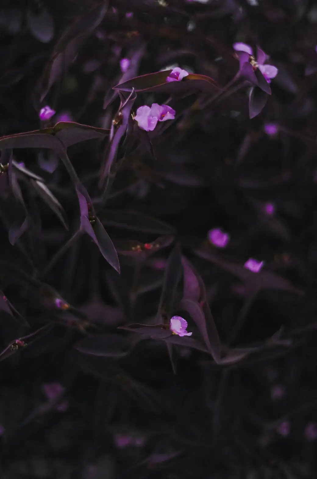 purple heart plant close-up leaves