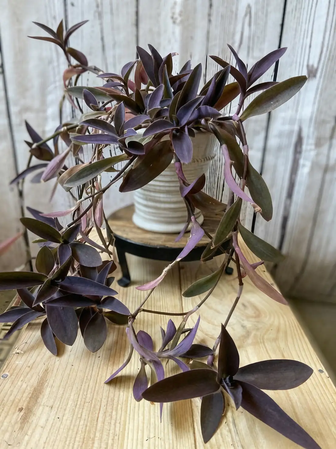 purple heart plant care tips